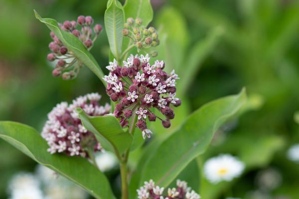 Milkweed flowers / Credits to https://lasclay.com