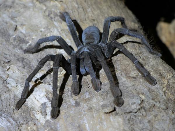 Black tarantula on a woody surface