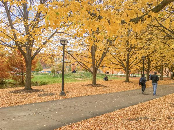 A fall scene with people walking on a sidewalk bordered by trees with yellow leaves on green grass and buildings in the background