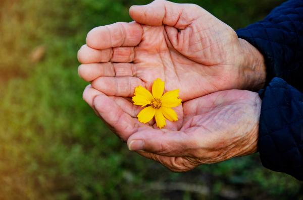 older hands holding yellow flowers