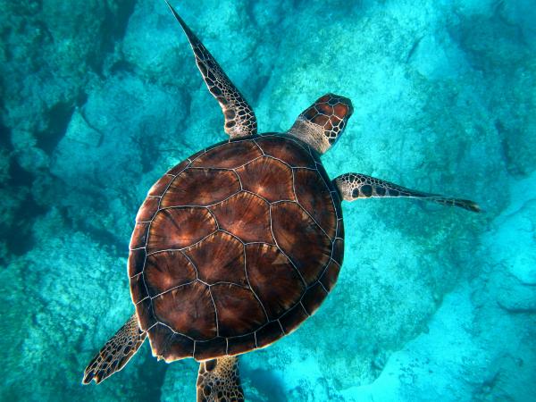 Sea turtle swimming