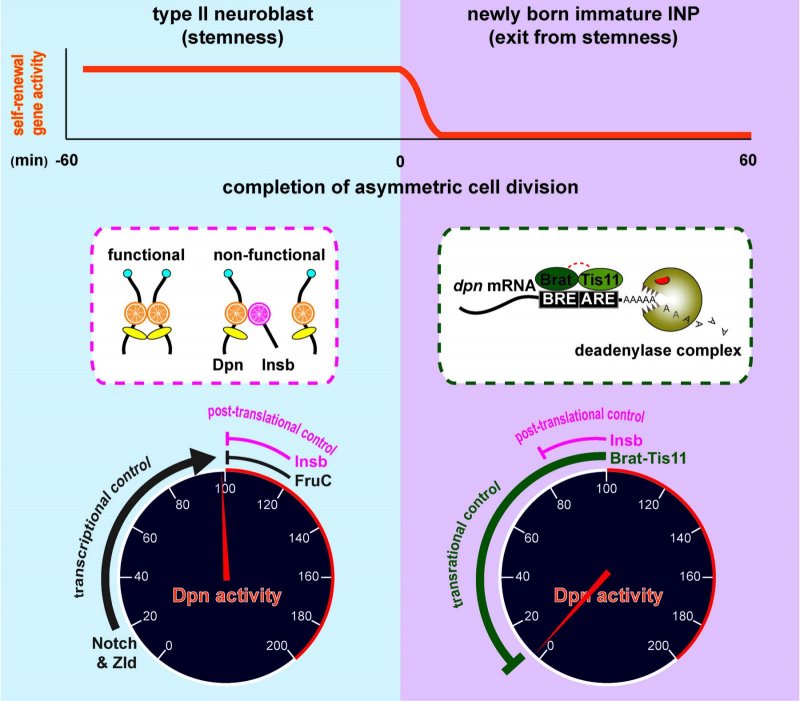 (Expired) MCDB Virtual Seminar: Regulation of neural stem cell ...