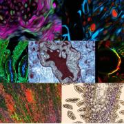 BioArtography Collage
