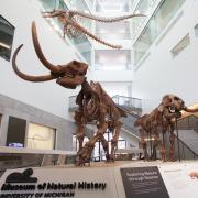 Male and female mastodons in museum atrium