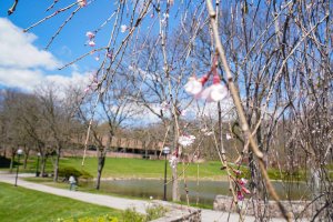 Early spring blossoms in the foreground, and the SMTD pond and Moore Building in the background.