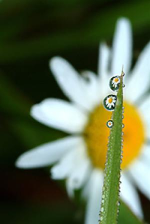 Hidden Glimpses of Nature: Photography by Charles St. Charles III