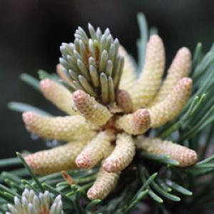 Pollen producing pine cones. Credit: Andrew Leslie