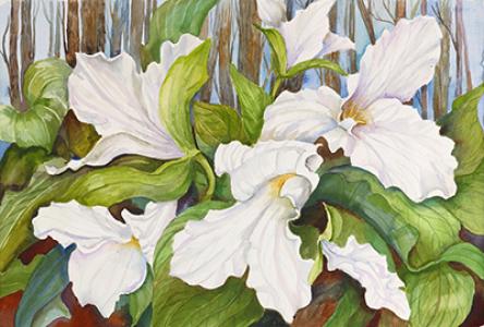 Botanical Watercolors by Joanne Porter