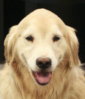Therapy dog in the library, 2012