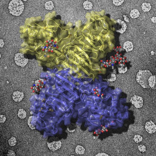 The external face of the flavivirus NS1 protein (sugars in grey balls) is expose