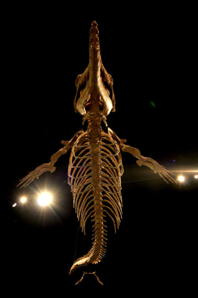 Whale