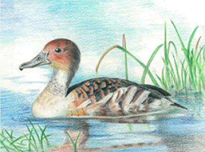 Swimming in the Marshes – Fulvous Whistling Duck by Erin Shi, photograph by the 