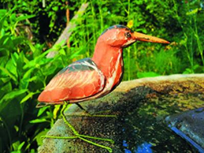 Least Bittern by Marlene Dusbiber, photograph by the artist