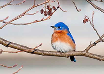 Eastern Bluebird by Dick Rigterink