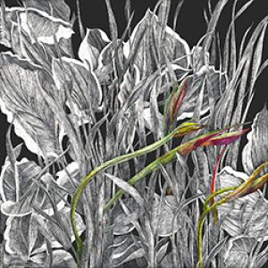 Small Evolution of an Iris by Lisa S. Goesling