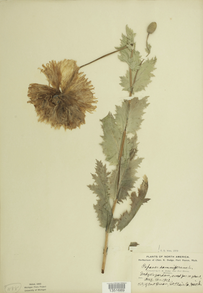 Medicinal Plants and Gardens: Matthaei Botanical Gardens & Nichols Arboretum