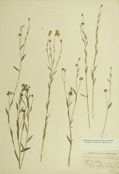 In Conversation: Plants and Human Health – From Garden to Medicine Cabinet