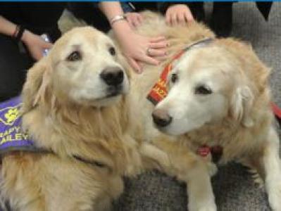 Therapy dog in the library