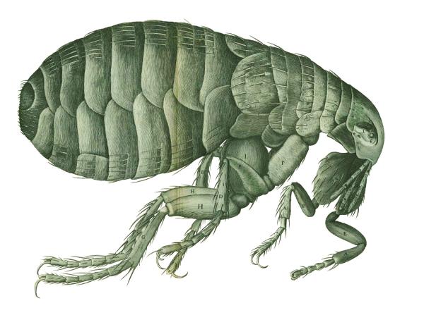 flea under a microscope