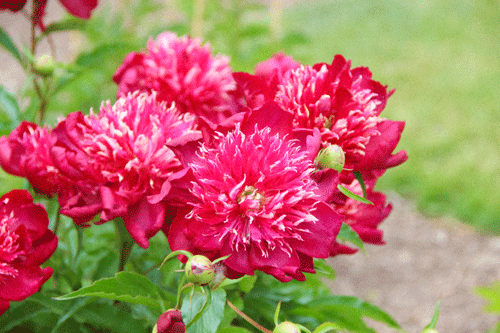 Peony 2015