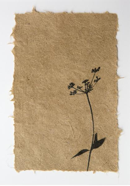 Prairie golden alexander by Jane Kramer