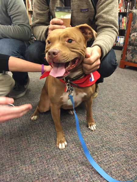 Therapy dog in the library