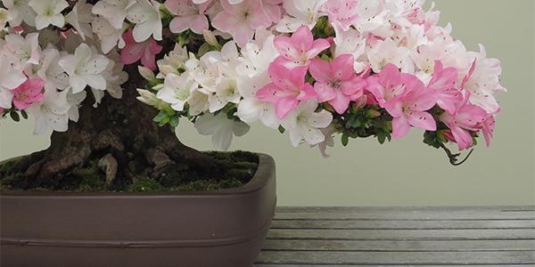 Bonsai azalea