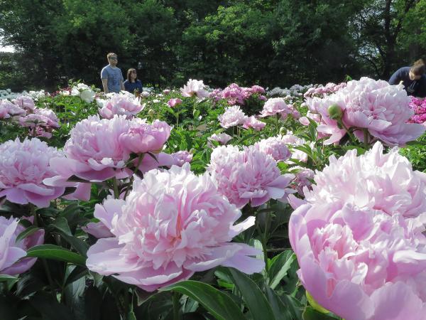 Nichols Arboretum Peony Garden