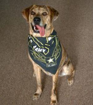 Military Therapy Dog