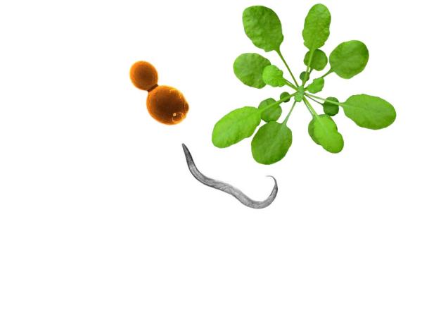 plant, yeast, worm