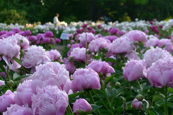 University of Michigan Nichols Arboretum Peony Garden in bloom. Photo by Michele Yanga.