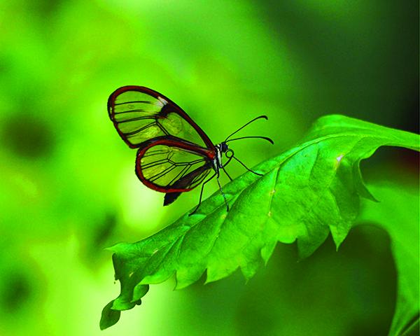 Photograph of the 2017 winning piece in Color Photography, Butterfly up Close by Lynda Mitgutsch. High resolution version available upon request.
