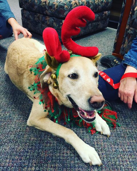 Therapy dog in the library