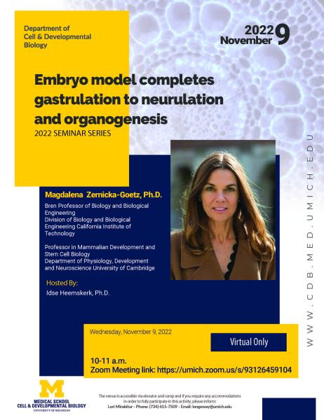 Embryo model completes gastrulation to neurulation and organogenesis