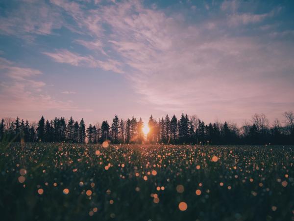 Pink sunset shining through a row of trees with a field in the foreground.
