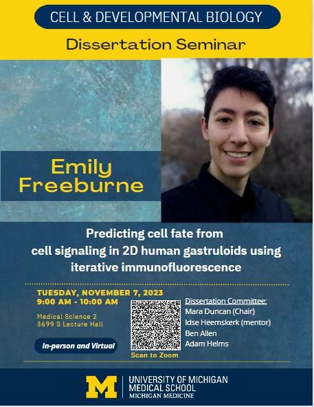 Predicting cell fate from cell signaling in 2D human gastruloids using iterative immunofluorescence